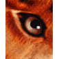 PRINTED TOWEL PITBULL PRINTED TOWEL PITBULL